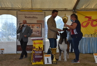 Amerikai Akita és Ősi Típusú Kutyák Egyesülete Special & Klub Dog Show - Tolnanémedi (H), 26.09.2020
