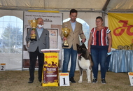 Amerikai Akita és Ősi Típusú Kutyák Egyesülete Special & Klub Dog Show - Tolnanémedi (H), 26.09.2020