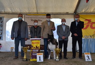 Amerikai Akita és Ősi Típusú Kutyák Egyesülete Special & Klub Dog Show - Tolnanémedi (H), 26.09.2020