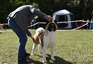 Zalaegerszeg CAC (H)