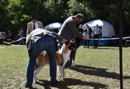 Zalaegerszeg CAC (H)