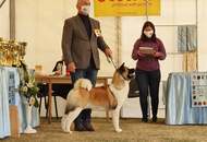 Amerikai Akita és Ősi Típusú Kutyák Egyesülete Special & Klub Dog Show - Tolnanémedi (H), 26.09.2020
