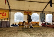 Amerikai Akita és Ősi Típusú Kutyák Egyesülete Special & Klub Dog Show - Tolnanémedi (H), 26.09.2020