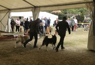 Amerikai Akita és Ősi Típusú Kutyák Egyesülete Special & Klub Dog Show - Tolnanémedi (H), 26.09.2020