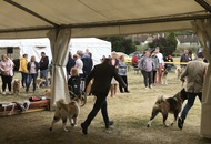 Amerikai Akita és Ősi Típusú Kutyák Egyesülete Special & Klub Dog Show - Tolnanémedi (H), 26.09.2020