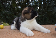 Gomez of Danger Zone