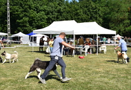 St Hubertus Hunting Dog Show CAC Kaposvár (H) & Jubilee Hunting Dog Show CAC Kaposvár (H)