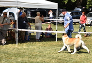 St Hubertus Hunting Dog Show CAC Kaposvár (H) & Jubilee Hunting Dog Show CAC Kaposvár (H)