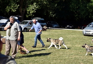 St Hubertus Hunting Dog Show CAC Kaposvár (H) & Jubilee Hunting Dog Show CAC Kaposvár (H)