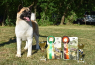 St Hubertus Hunting Dog Show CAC Kaposvár (H) & Jubilee Hunting Dog Show CAC Kaposvár (H)