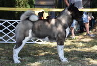 -18. Sárvár Summer CACIB Dog Show (H)