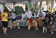 -18. Sárvár Summer CACIB Dog Show (H)