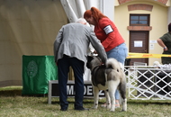 -18. Sárvár Summer CACIB Dog Show (H)