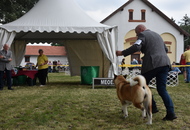 -18. Sárvár Summer CACIB Dog Show (H)