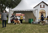 -18. Sárvár Summer CACIB Dog Show (H)