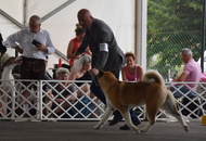 -18. Sárvár Summer CACIB Dog Show (H)