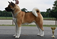 -18. Sárvár Summer CACIB Dog Show (H)