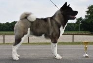 -18. Sárvár Summer CACIB Dog Show (H)