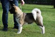 St Hubertus Hunting Dog Show CAC Kaposvár (H) & Jubilee Hunting Dog Show CAC Kaposvár (H)