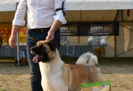 AAÓTKE Specialty Show & Club Show - Tolnanémedi