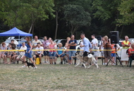 Gellén Tibor Memorial CAC II. Vasszécseny