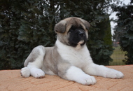 Hell's Angel Of Danger Zone