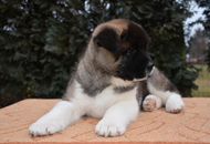 Hidden Treasure Of Danger Zone a.k.a Ziva