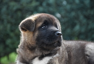 Imperator Of Danger Zone