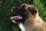 Ironaya Of Danger Zone