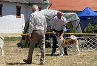 -17. CACIB Dog Show – 16-17.07.2022 Sárvár /Hungary/