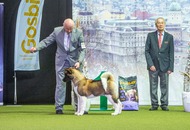 FeHoVa Winter Dog Show I. 09.02.2023 és FeHoVa Winter Dog Show III. 12.02.2023