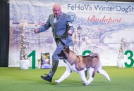 FeHoVa Winter Dog Show I. 09.02.2023 és FeHoVa Winter Dog Show III. 12.02.2023