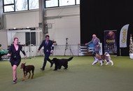 FeHoVa Winter Dog Show I. 09.02.2023 és FeHoVa Winter Dog Show III. 12.02.2023