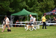 CACIB Dog Show - 05.06.2022 Herend /Hungary/