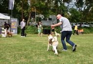 CACIB Dog Show - 05.06.2022 Herend /Hungary/