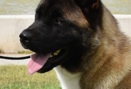 IHA Tulln 2023 - Danube Winner