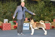 IHA Wels 2023 - Christmas Winner