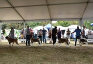 CACIB Osijek I. (HR)