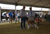 CACIB Osijek I. (HR)