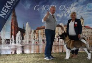 CACIB Osijek I. (HR)