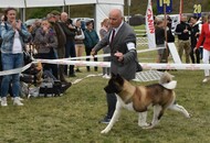 KOMÁROM CACIB DERBY SHOW 