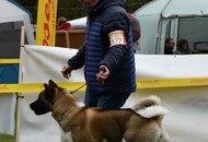 Hunting Dog Show CAC Kaposvár (HU)