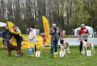 Hunting Dog Show CAC Kaposvár (HU)