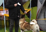 Esztergom 2xCAC Dog Show (H) 