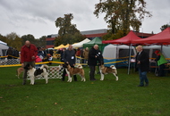 Esztergom 2xCAC Dog Show (H) 