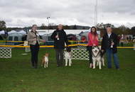 Esztergom 2xCAC Dog Show (H) 