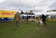 Esztergom 2xCAC Dog Show (H) 