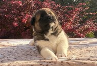 Khaleesi Of Danger Zone