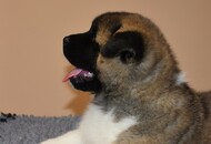 Kenzo of Danger Zone