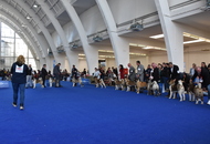 World Dog Show Zagreb, Croatia 2024 World Dog Show Zagreb, Croatia 2024